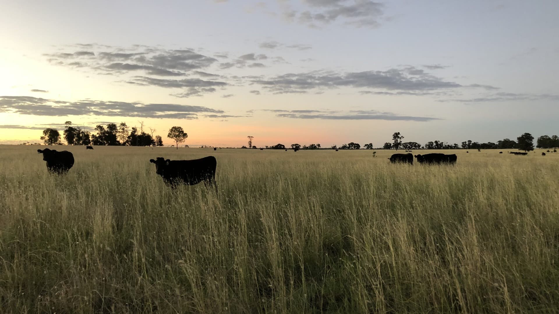 Cattle grazing on a Brampton Agriculture property